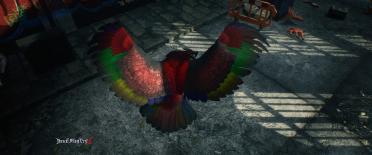 Graiff Griffon (Gryphon Parrot)