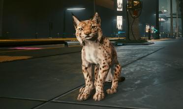 Lynx Pet