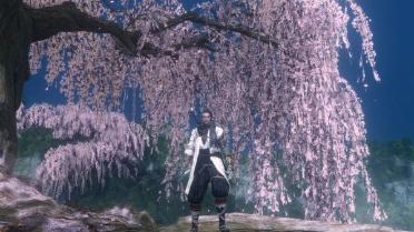 Shinobi of the Cherry Blossom