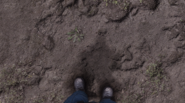 4K Lookout Swampscape