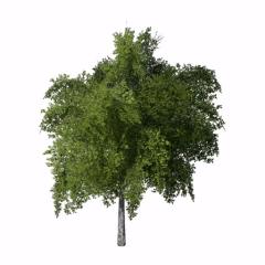 Placeable Trees