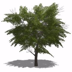 Placeable Trees