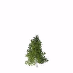 Placeable Trees