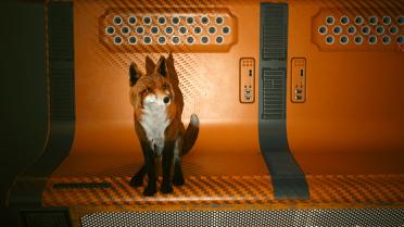 Fox Pet