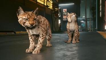 Lynx Pet