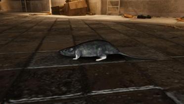 Halo 3 Rat