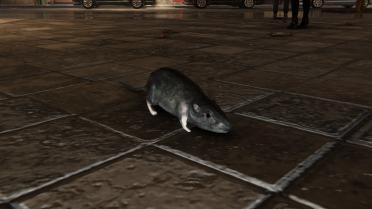 Halo 3 Rat