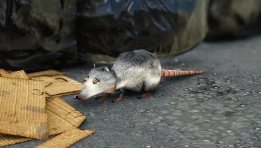 M3DMM Rat