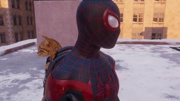 Spidercat Pack