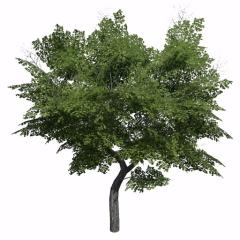 Placeable Trees
