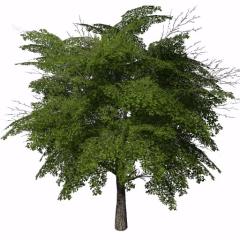 Placeable Trees